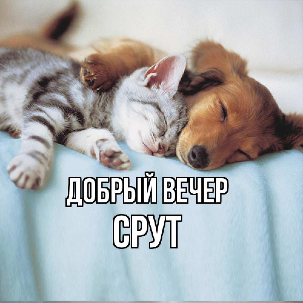 Открытка  с именем. срут, Добрый вечер  