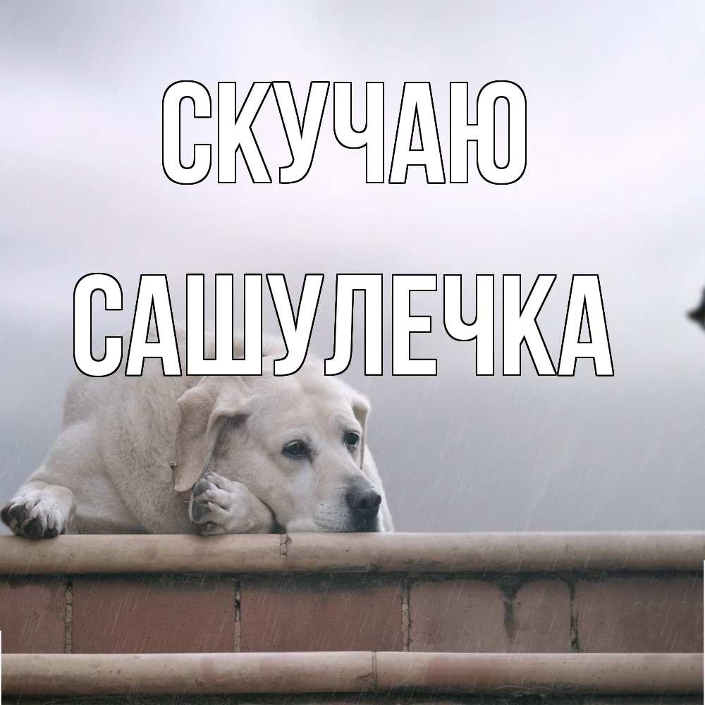 Открытка  с именем. Сашулечка, Скучаю  