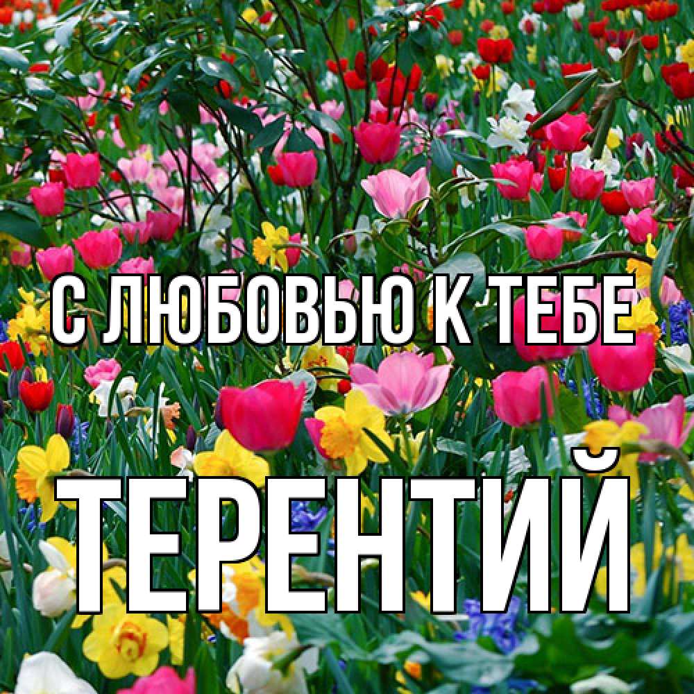 Открытка  с именем. Терентий, С любовью к тебе  