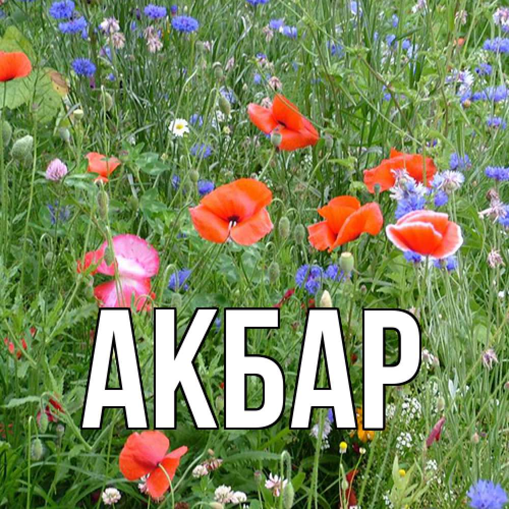 Открытка  с именем. Акбар, Главная  