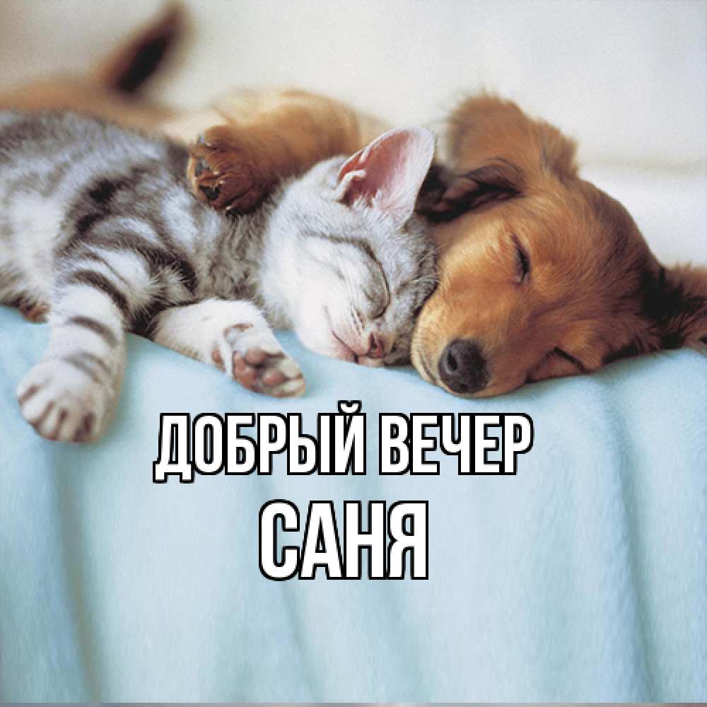 Открытка  с именем. Саня, Добрый вечер  