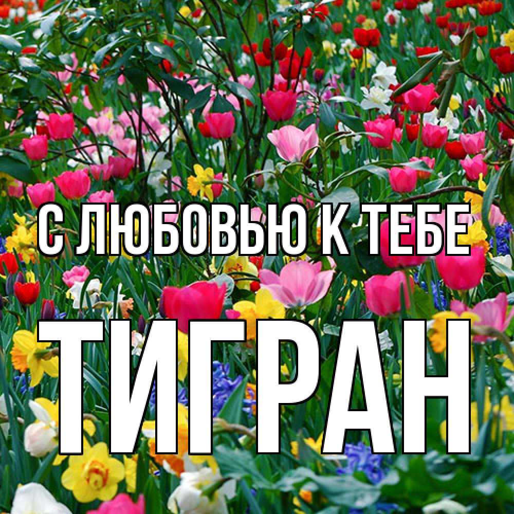 Открытка  с именем. Тигран, С любовью к тебе  