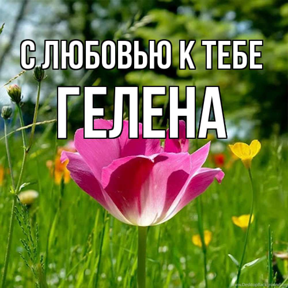 Открытка  с именем. Гелена, С любовью к тебе  