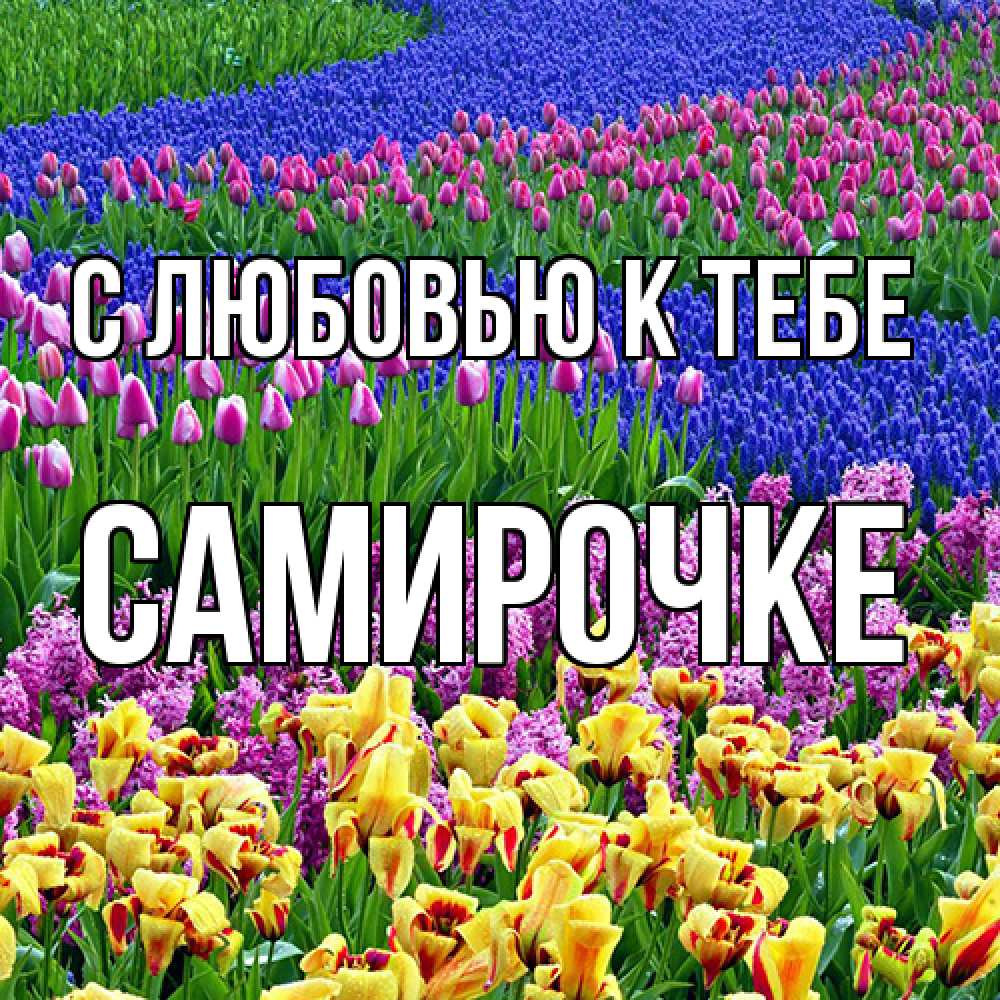 Открытка  с именем. самирочке, С любовью к тебе  