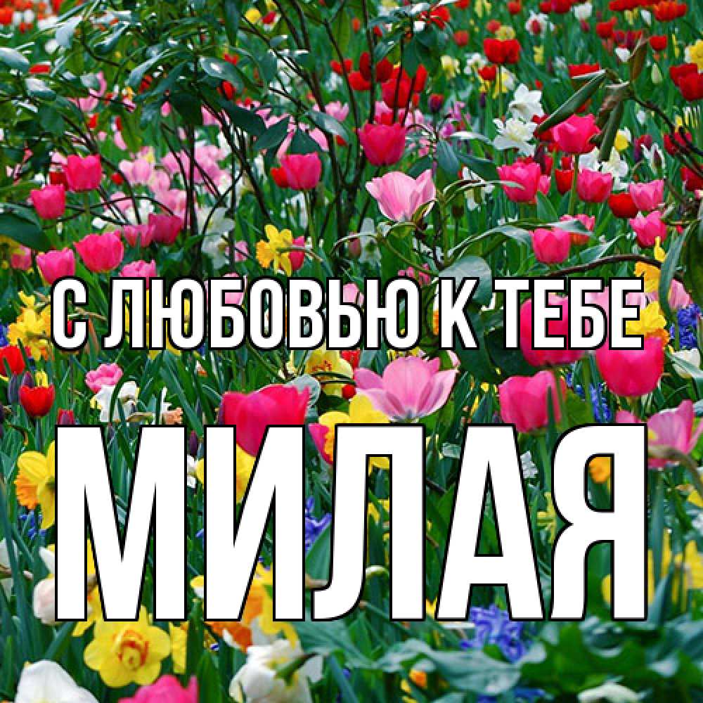 Открытка  с именем. МИЛАЯ, С любовью к тебе  