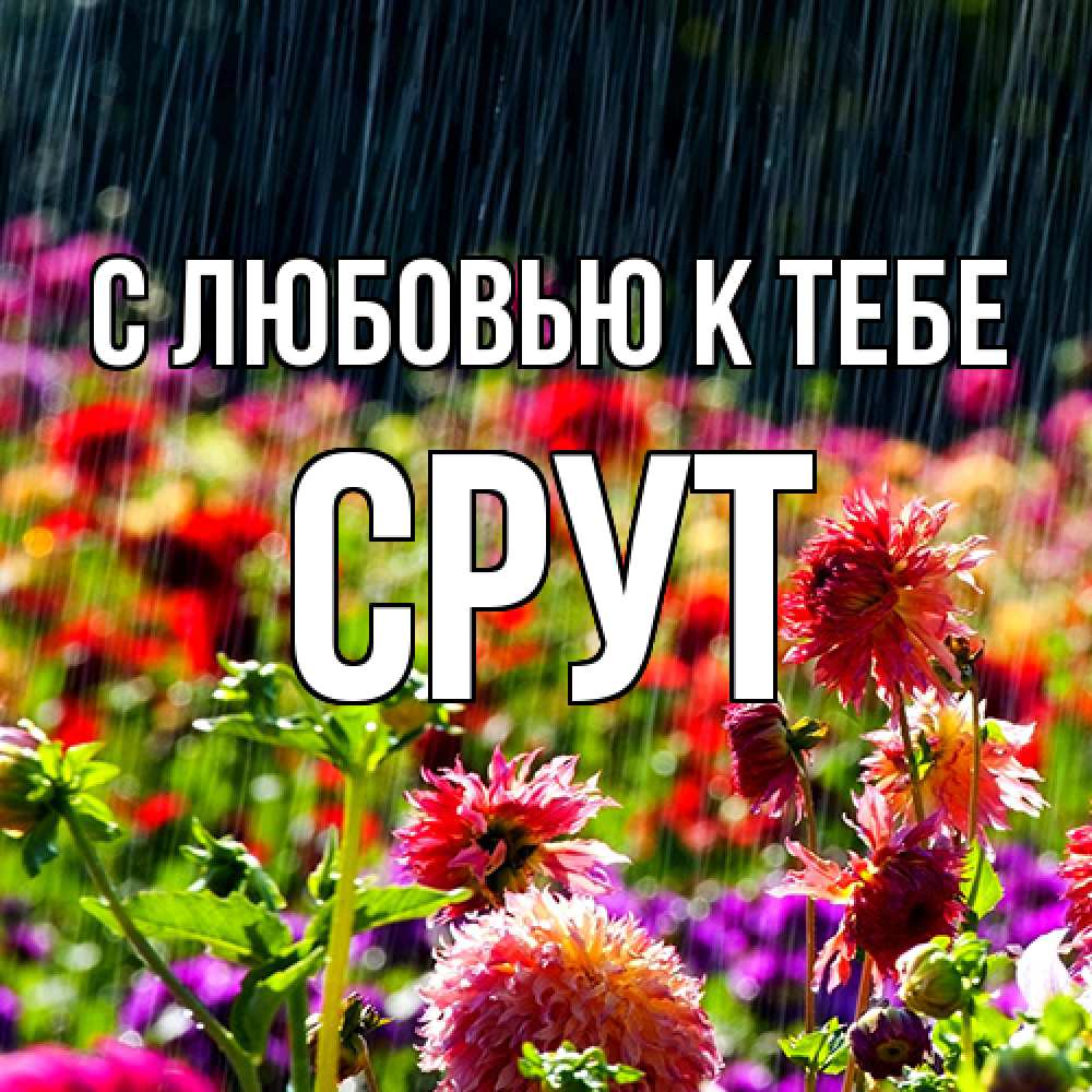 Открытка  с именем. срут, С любовью к тебе  
