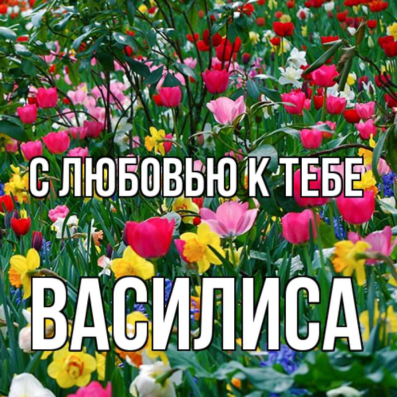 Картинка С любовью к тебе, Василиса