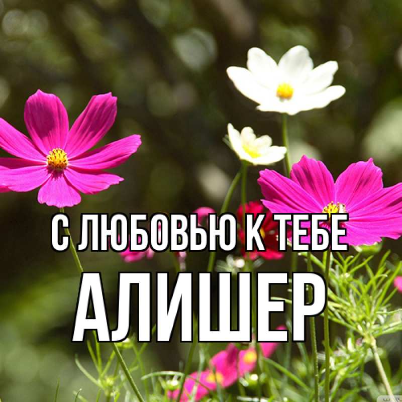 Картинка С любовью к тебе, Алишер