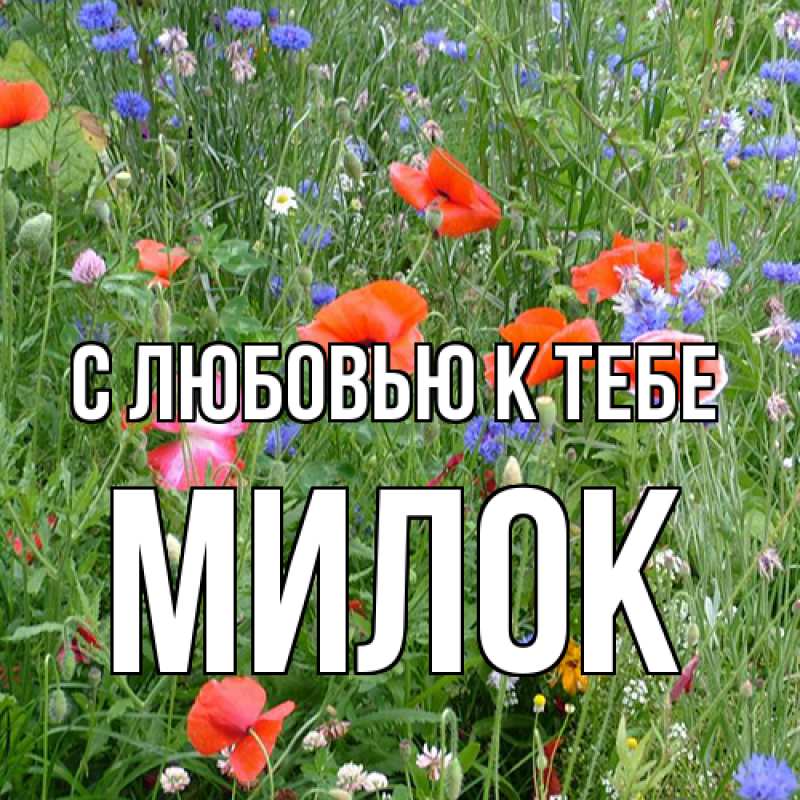 Картинка С любовью к тебе, Милок