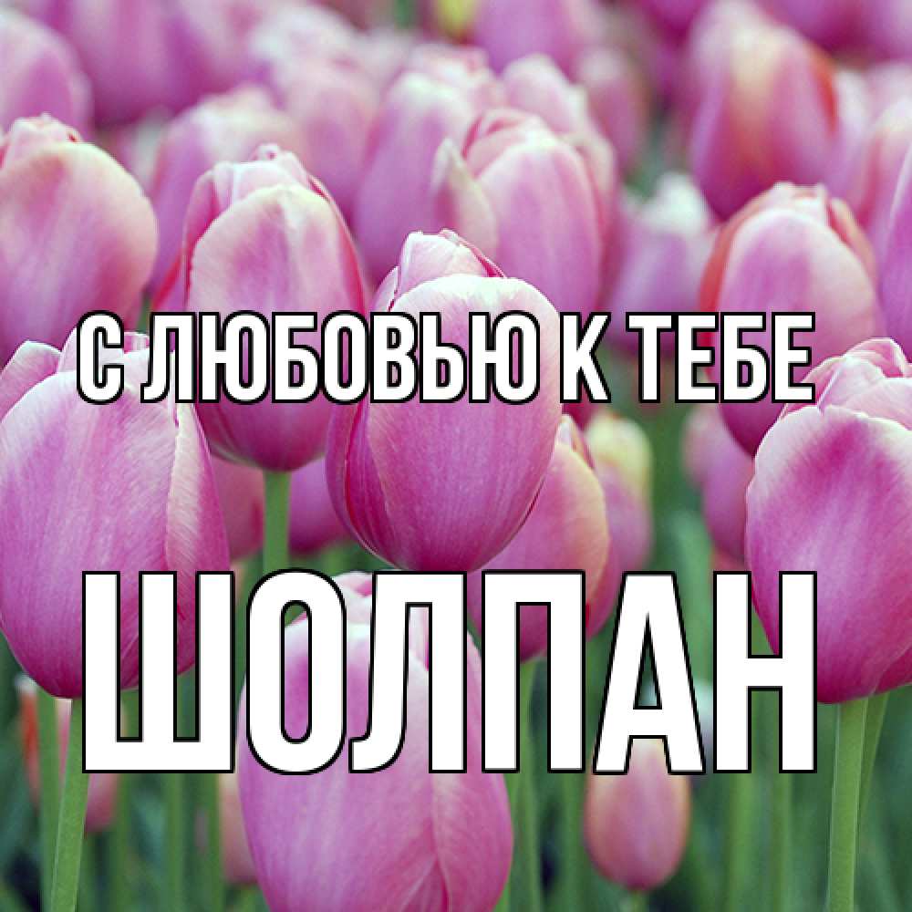 Открытка  с именем. Шолпан, С любовью к тебе  