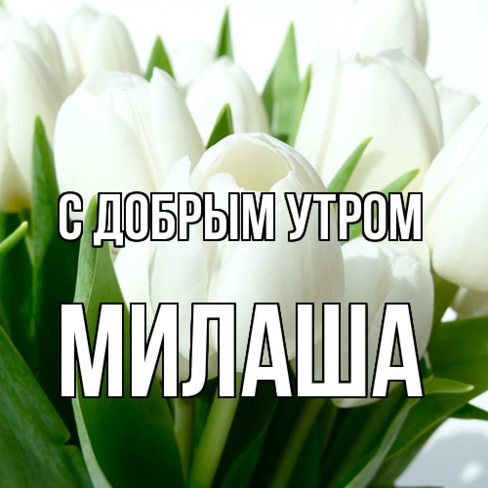 Открытка  с именем. Милаша, С добрым утром  