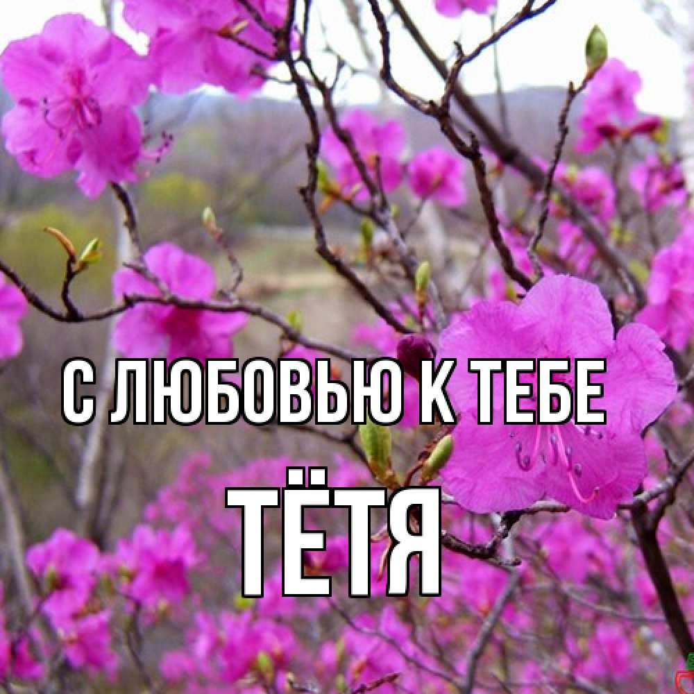Открытка  с именем. Тётя, С любовью к тебе  