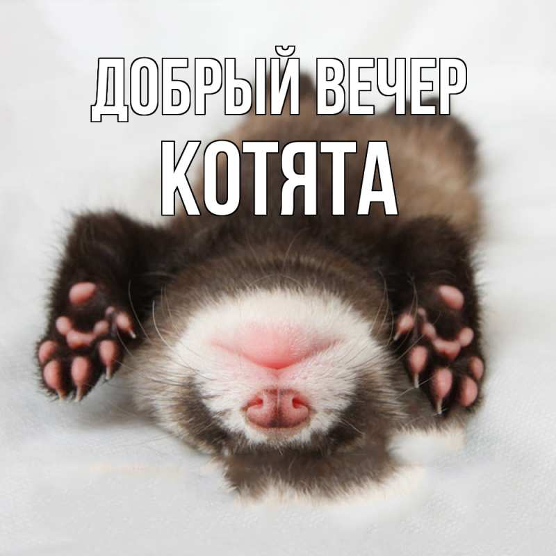 Картинка Добрый вечер, Котята