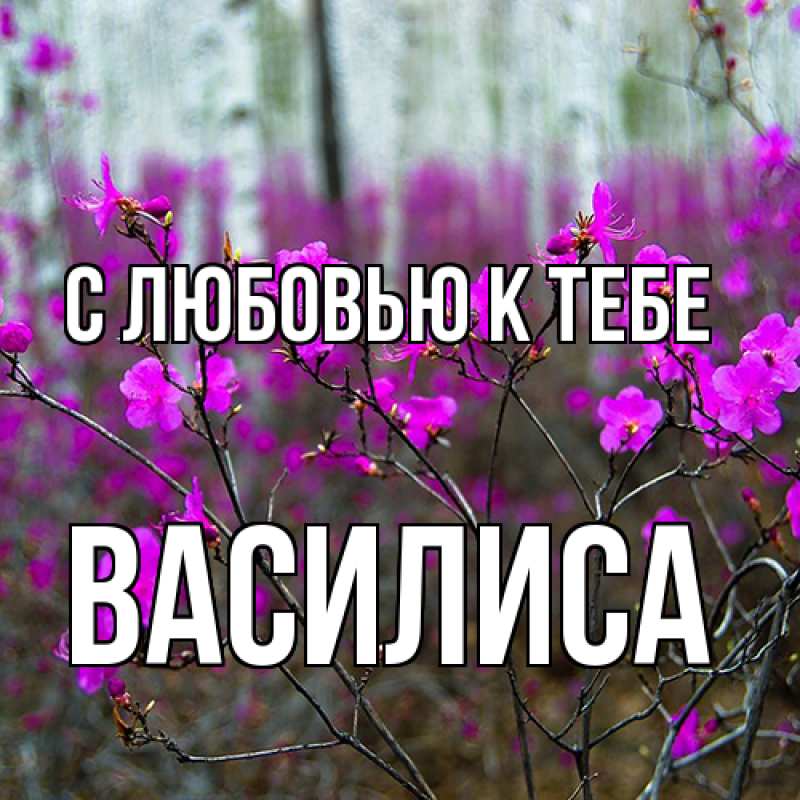 Картинка С любовью к тебе, Василиса