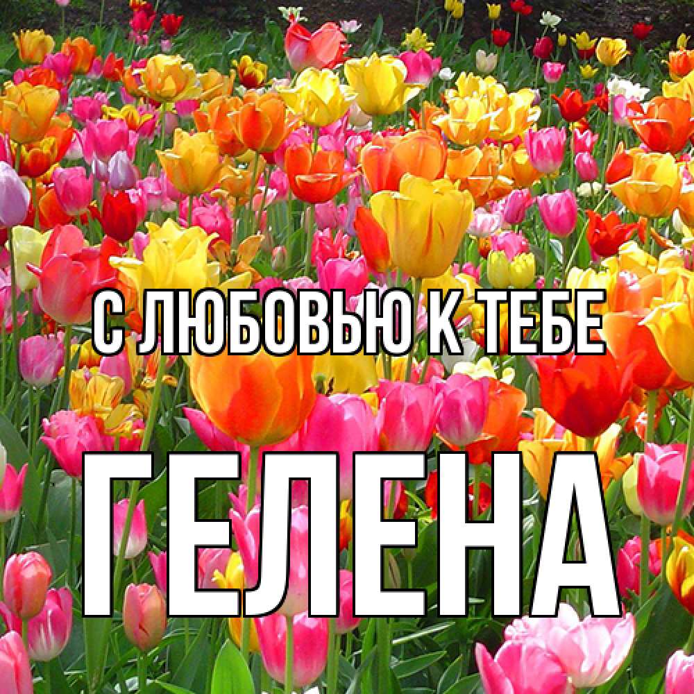 Открытка  с именем. Гелена, С любовью к тебе  