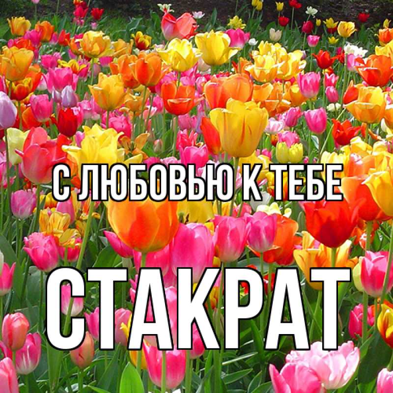 Картинка С любовью к тебе, Стакрат