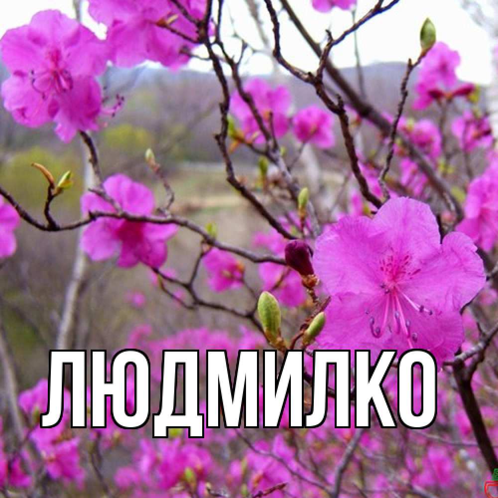 Открытка  с именем. ЛЮДМИЛКО, Главная  