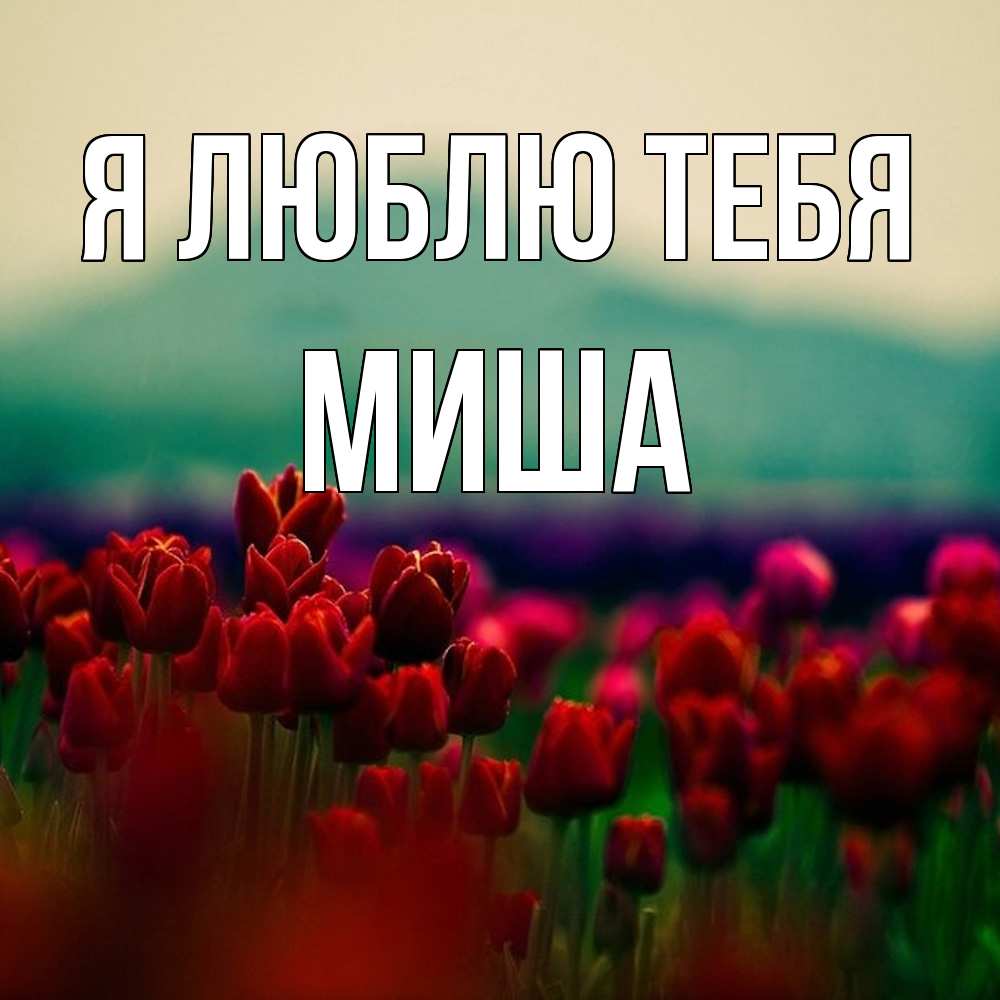 Открытка  с именем. Миша, Я люблю тебя  