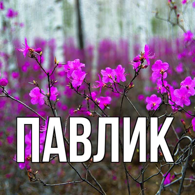 Картинка  с именем , Павлик