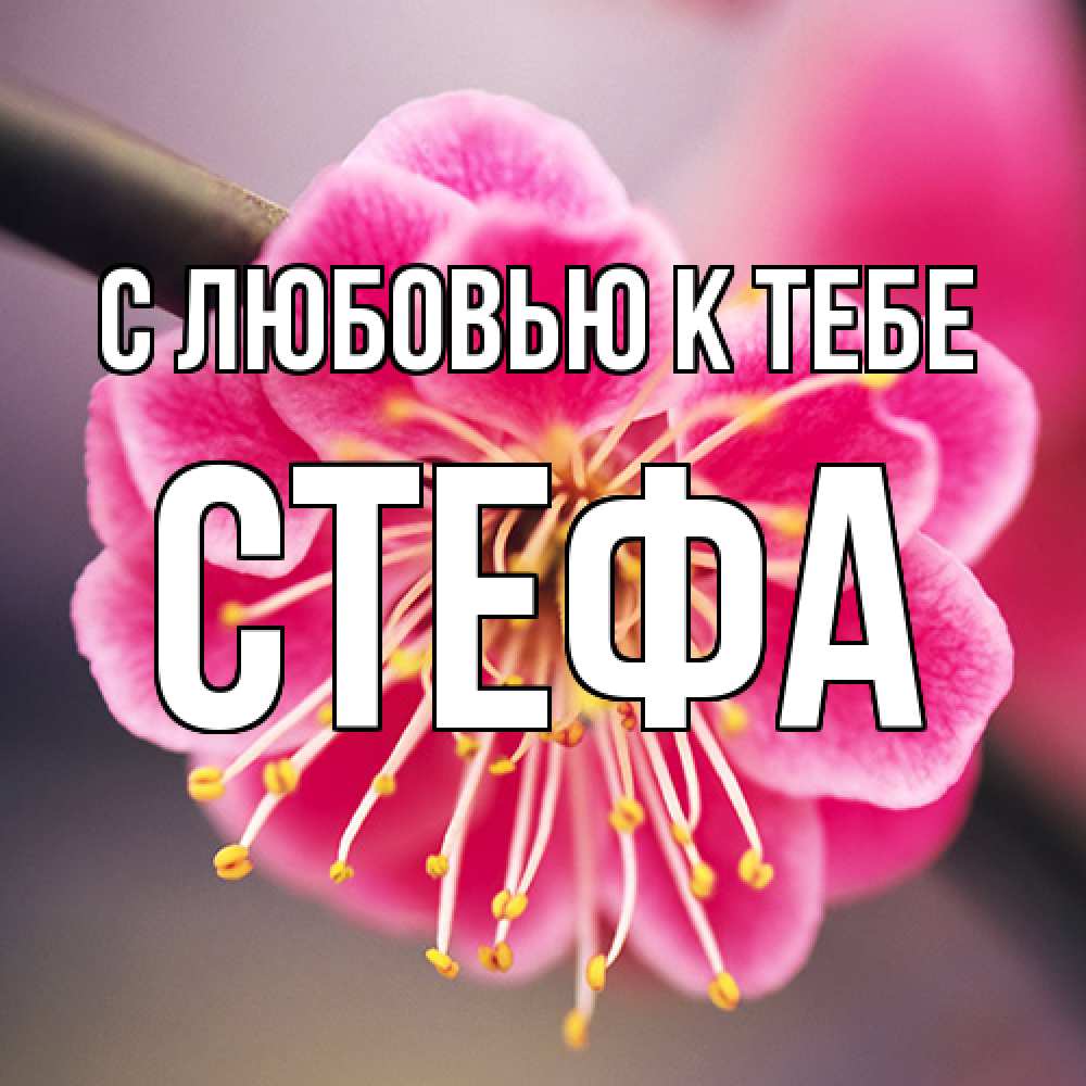 Открытка  с именем. стефа, С любовью к тебе  