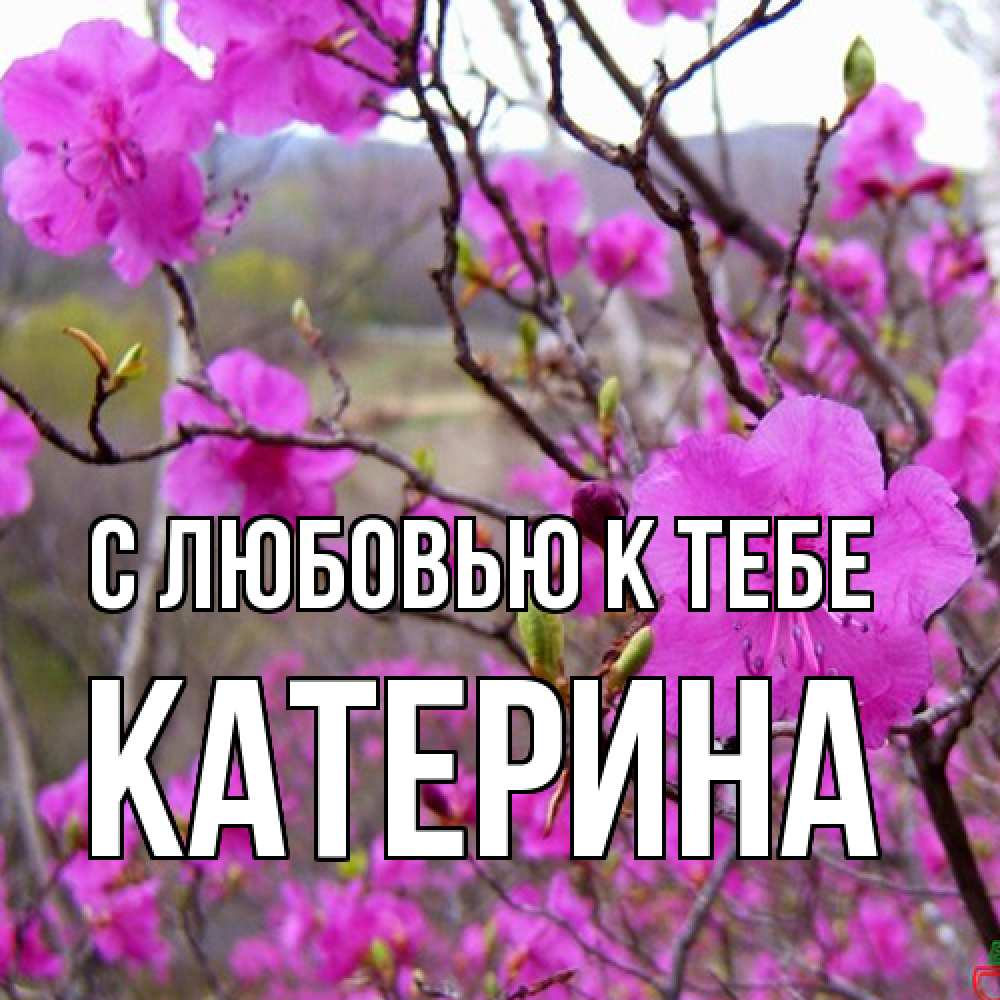 Открытка  с именем. Катерина, С любовью к тебе  
