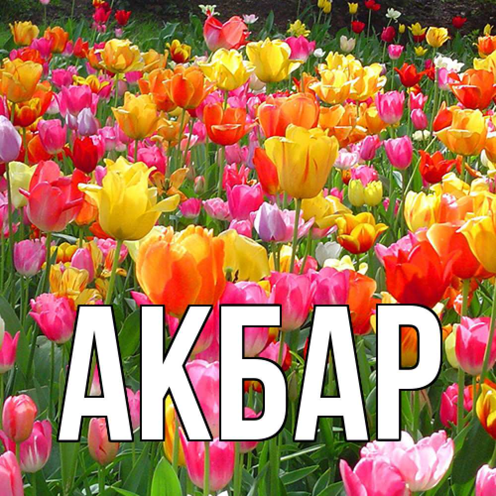 Открытка  с именем. Акбар, Главная  