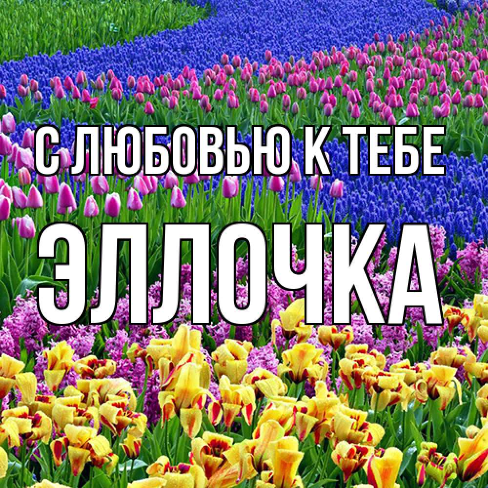 Открытка  с именем. Эллочка, С любовью к тебе  