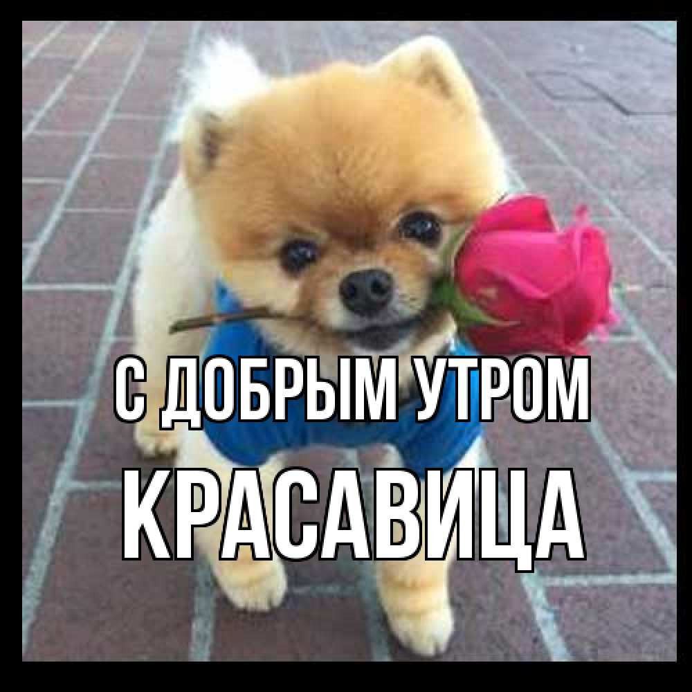 Открытка  с именем. Красавица, С добрым утром  