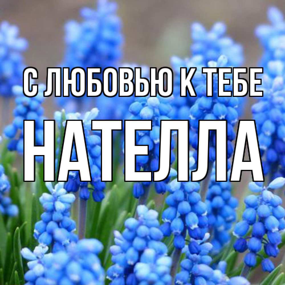 Открытка  с именем. Нателла, С любовью к тебе  