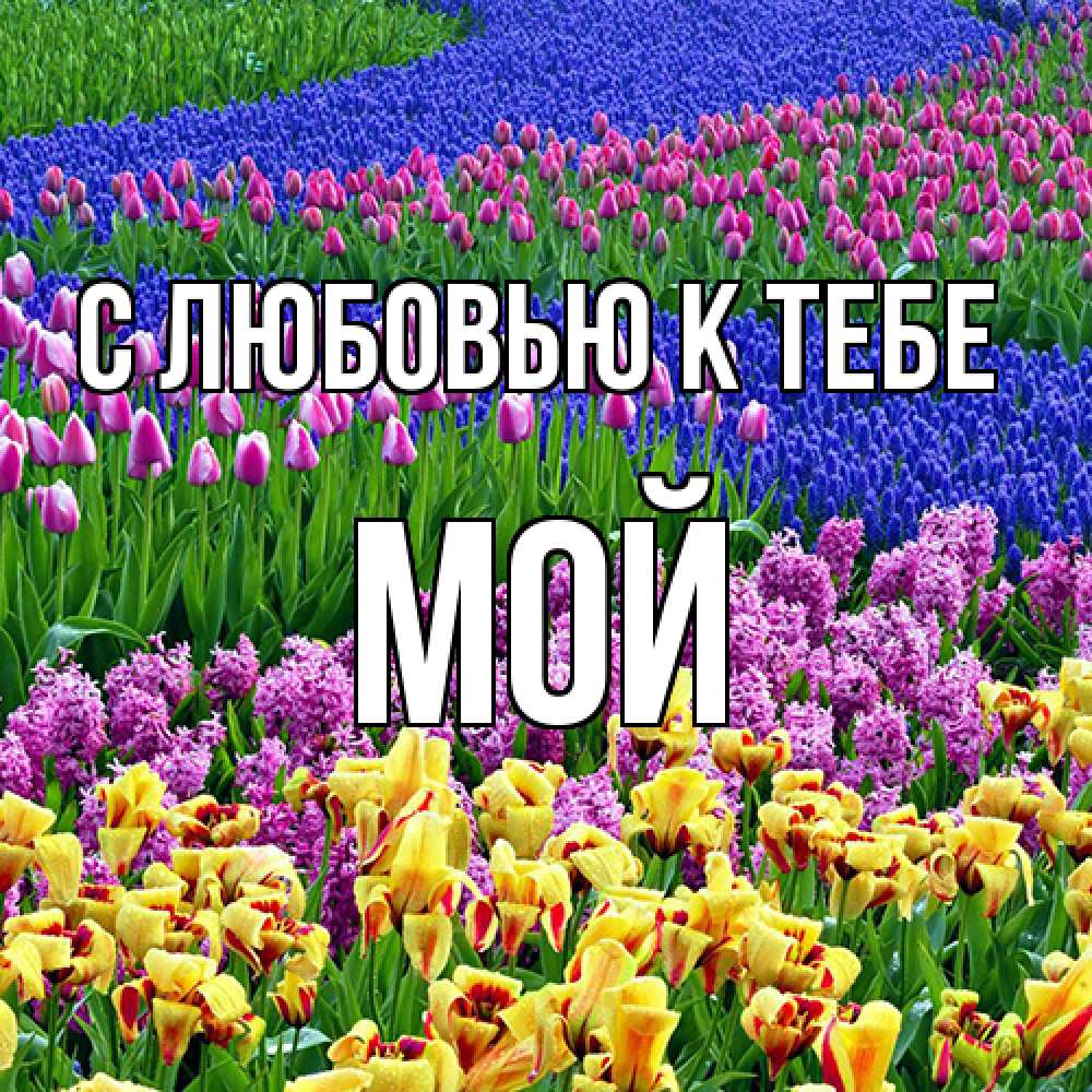 Открытка  с именем. Мой, С любовью к тебе  