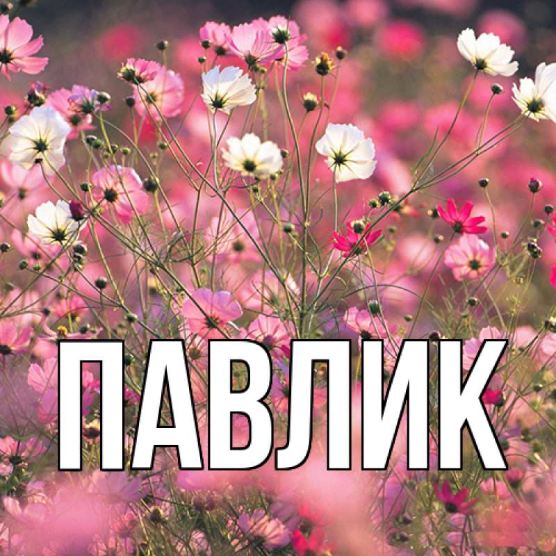 Картинка  с именем , Павлик