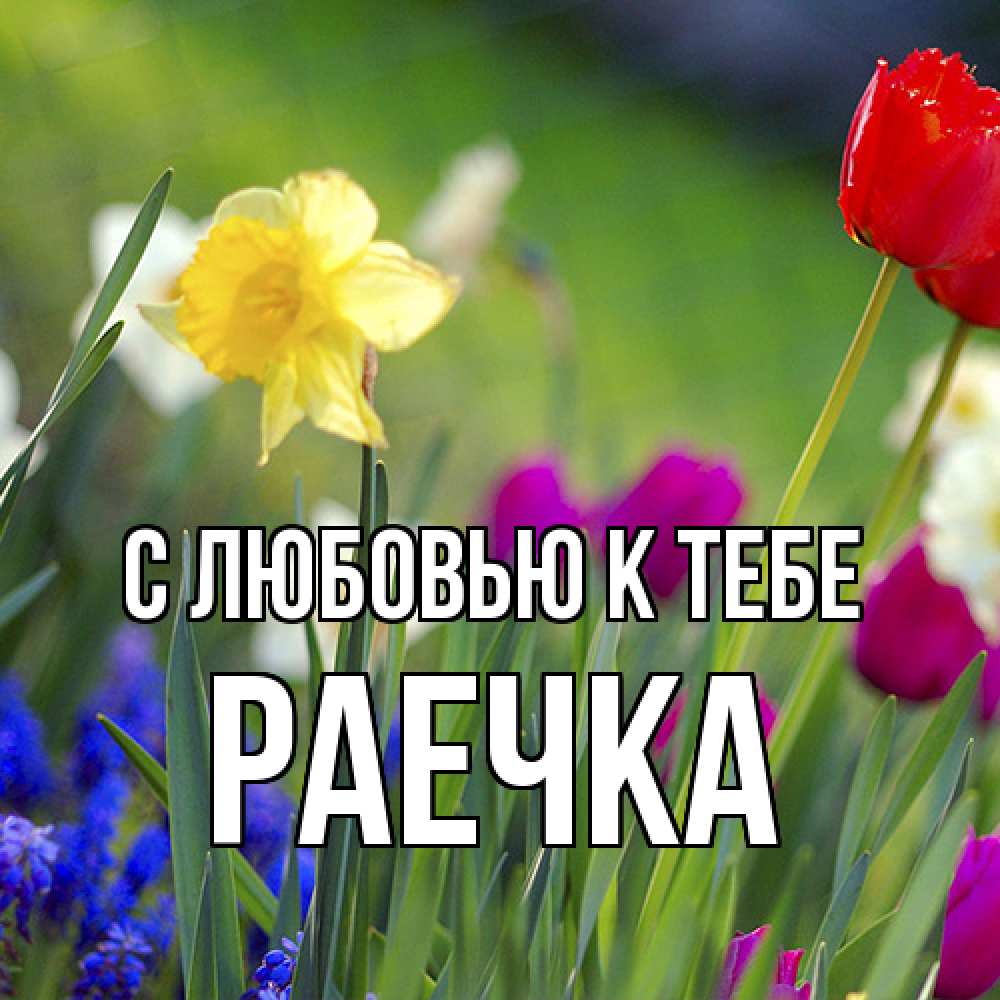 Открытка  с именем. Раечка, С любовью к тебе  