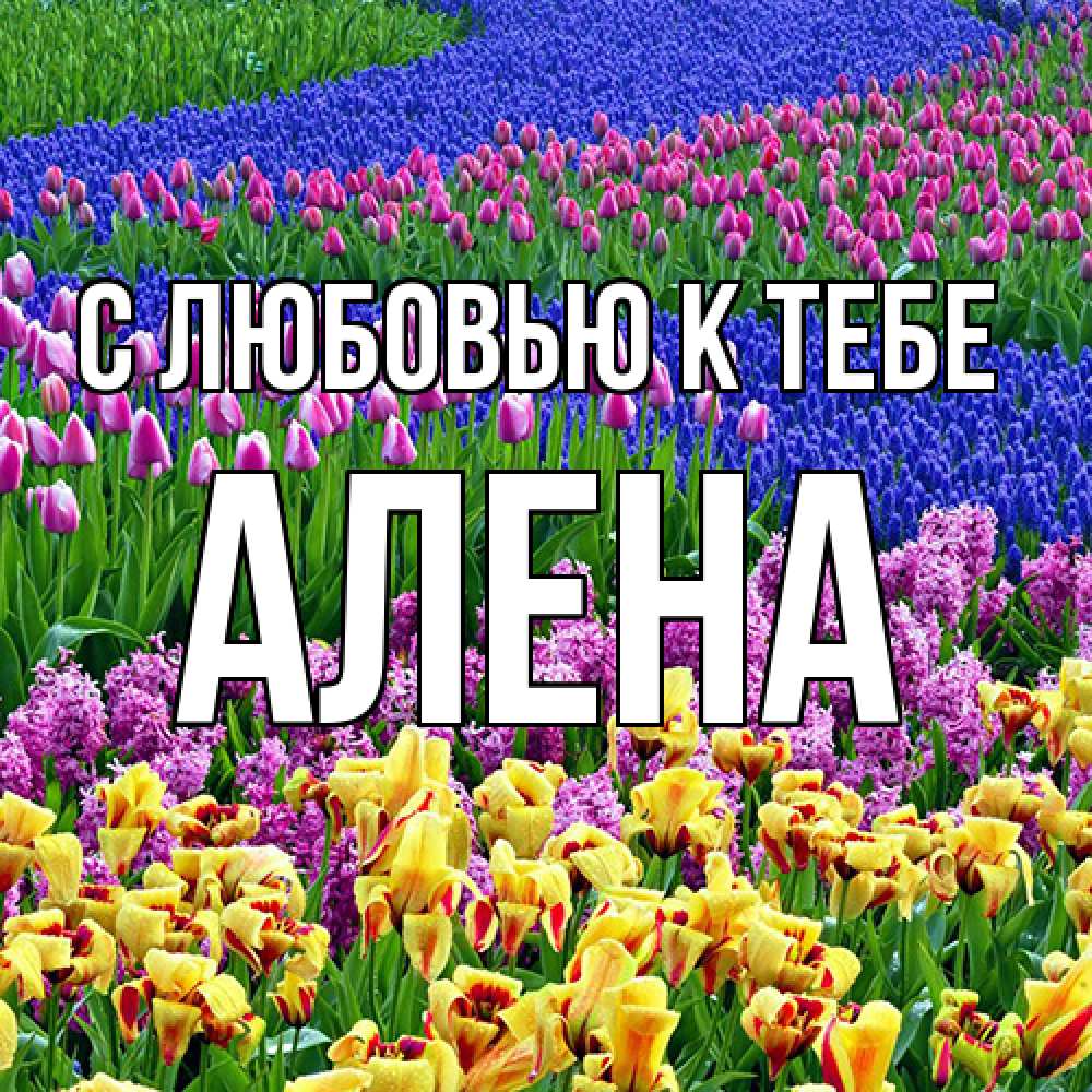 Открытка  с именем. Алена, С любовью к тебе  