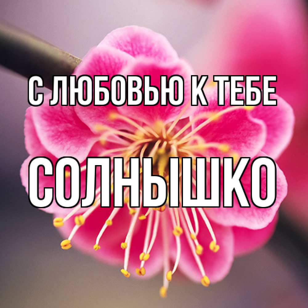 Открытка  с именем. Солнышко, С любовью к тебе  