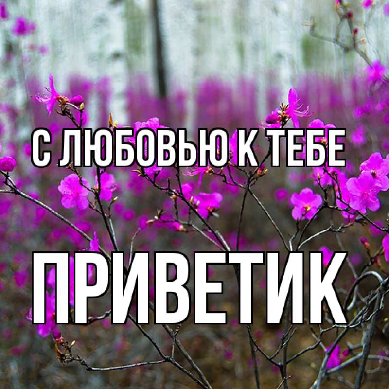 Картинка С любовью к тебе, приветик