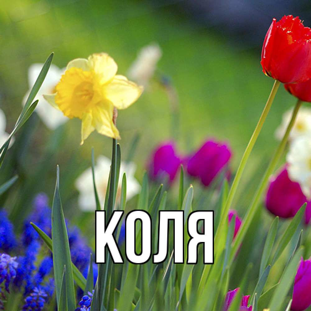 Открытка  с именем. коля, Главная  