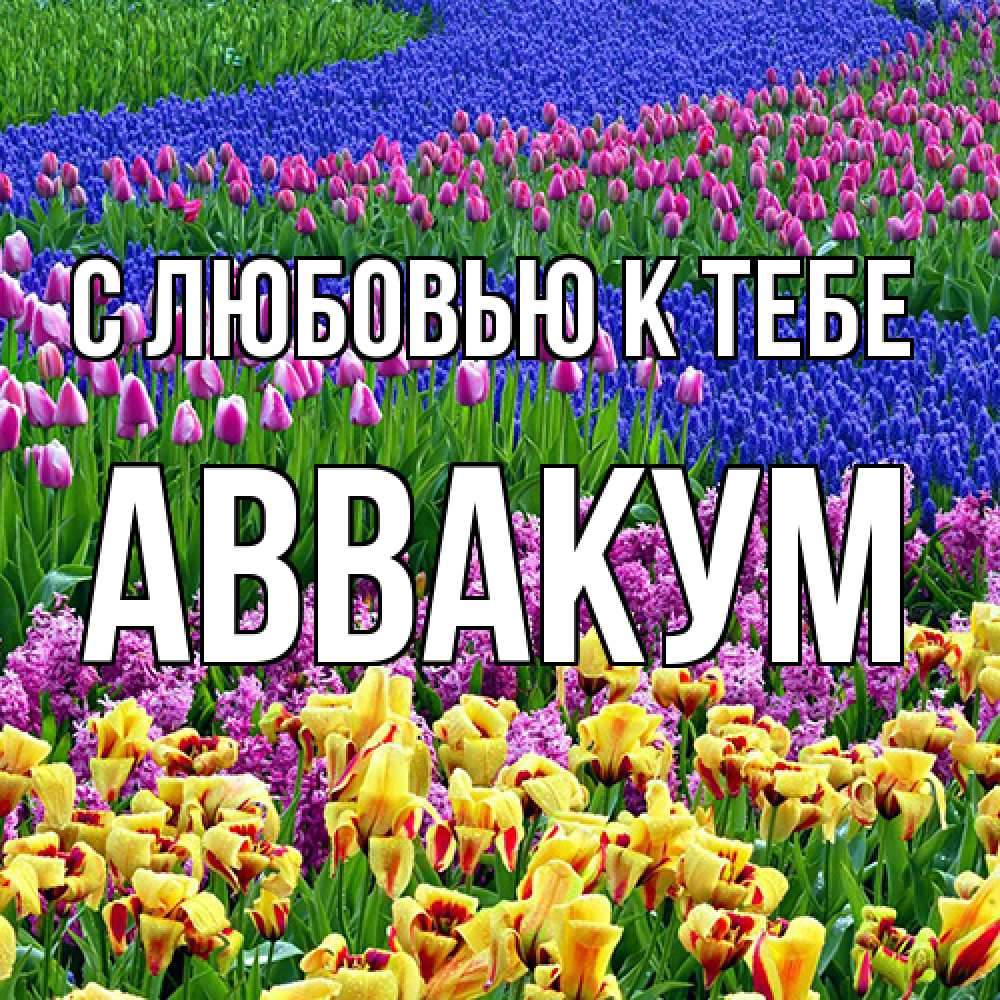 Открытка  с именем. Аввакум, С любовью к тебе  