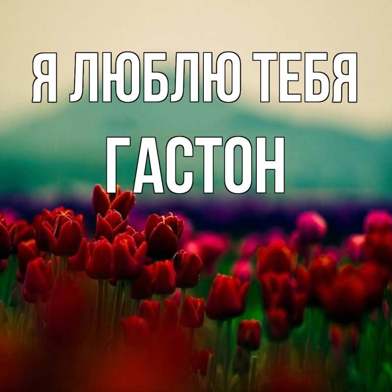 Картинка Я люблю тебя, Гастон