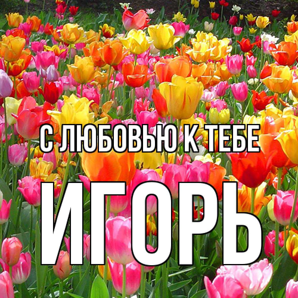 Открытка  с именем. Игорь, С любовью к тебе  