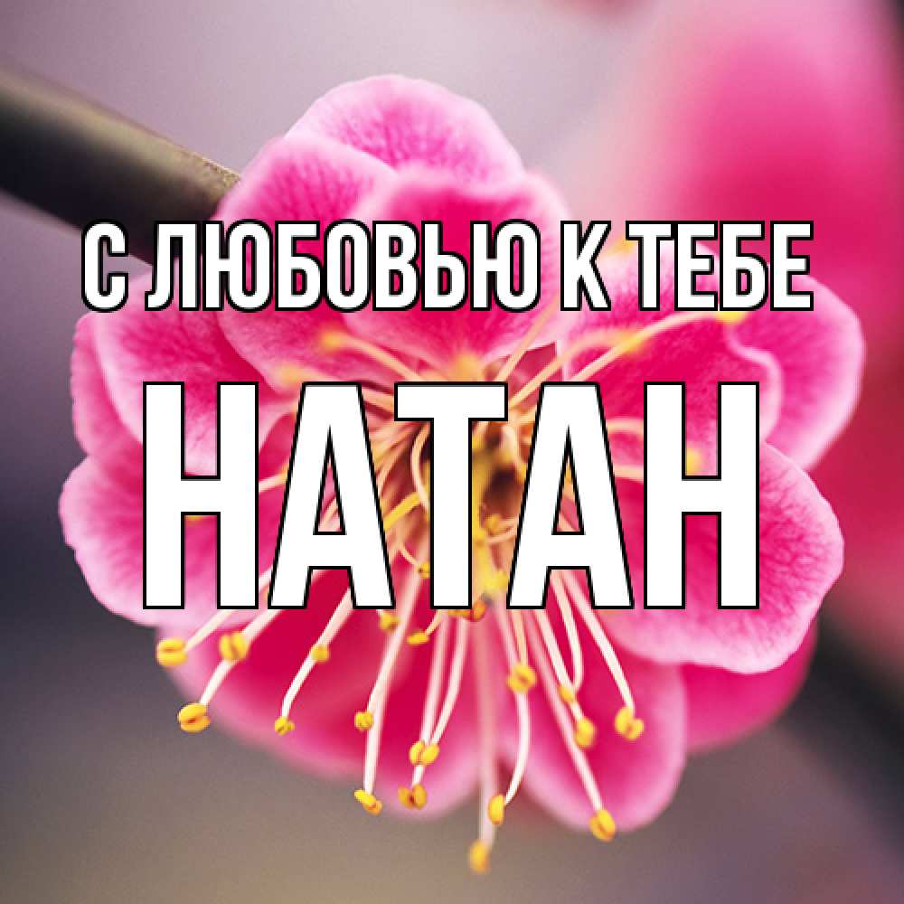 Открытка  с именем. Натан, С любовью к тебе  