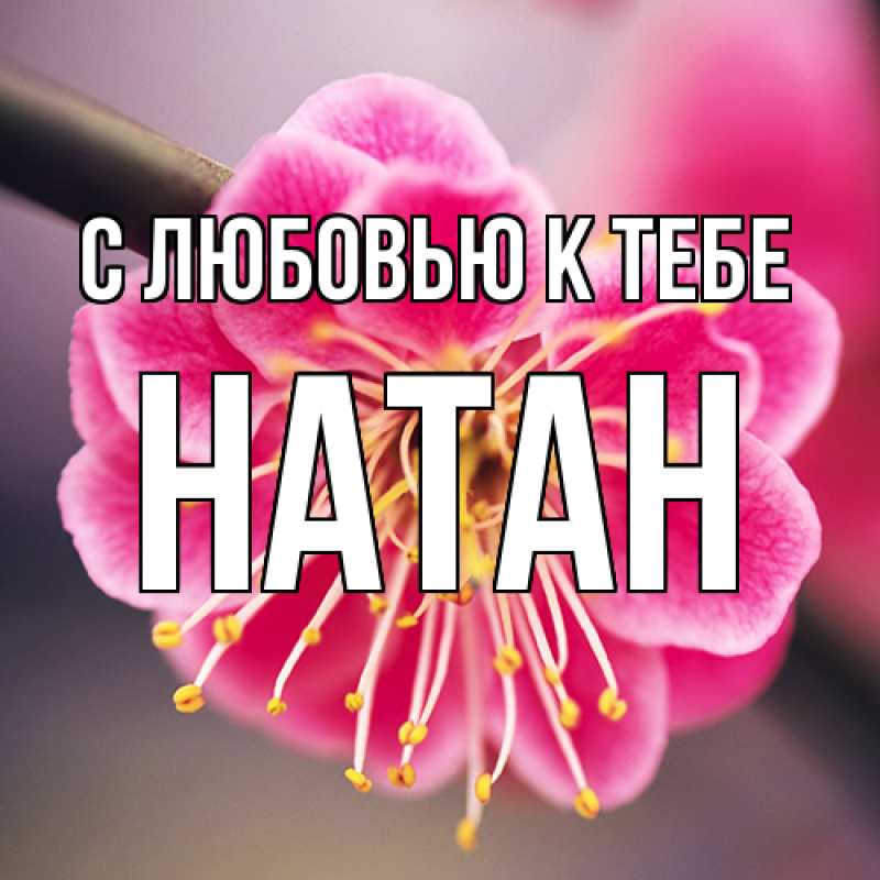 Картинка С любовью к тебе, Натан