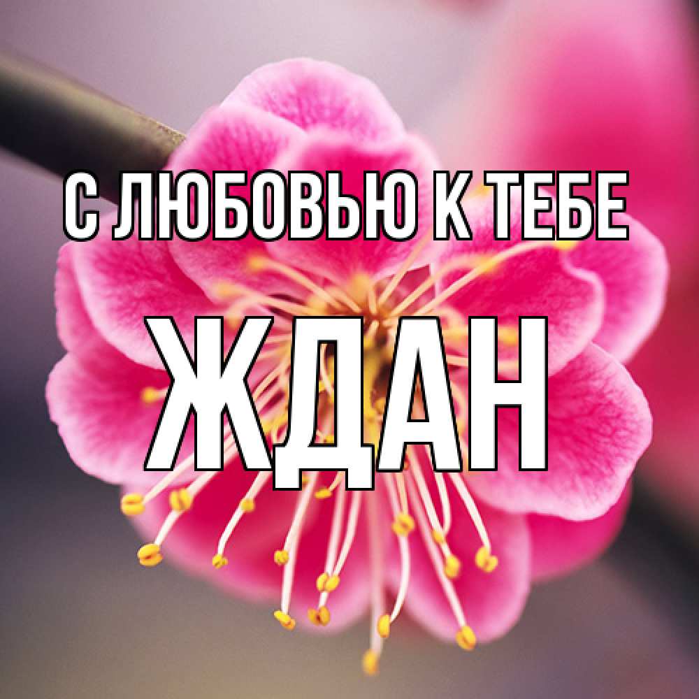 Открытка  с именем. Ждан, С любовью к тебе  