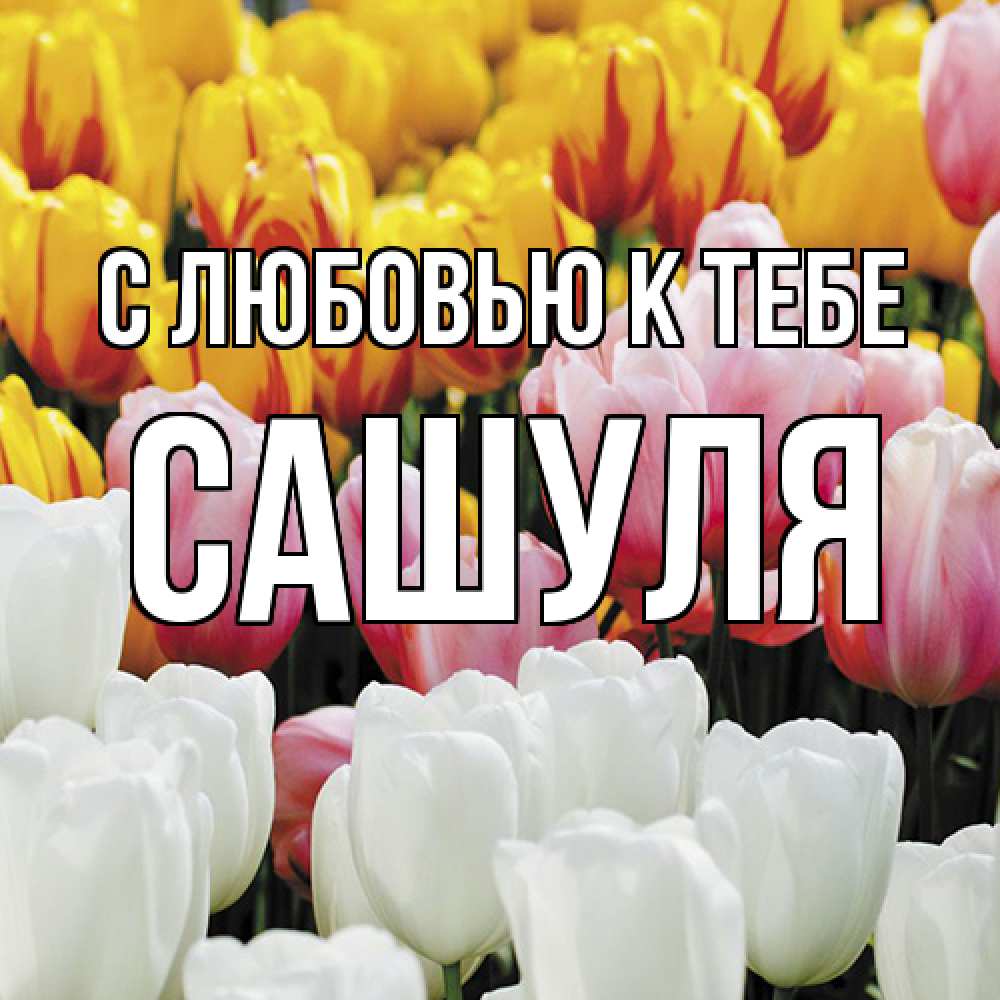 Открытка  с именем. Сашуля, С любовью к тебе  