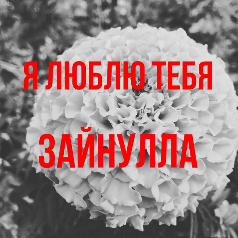 Картинка Я люблю тебя, Зайнулла