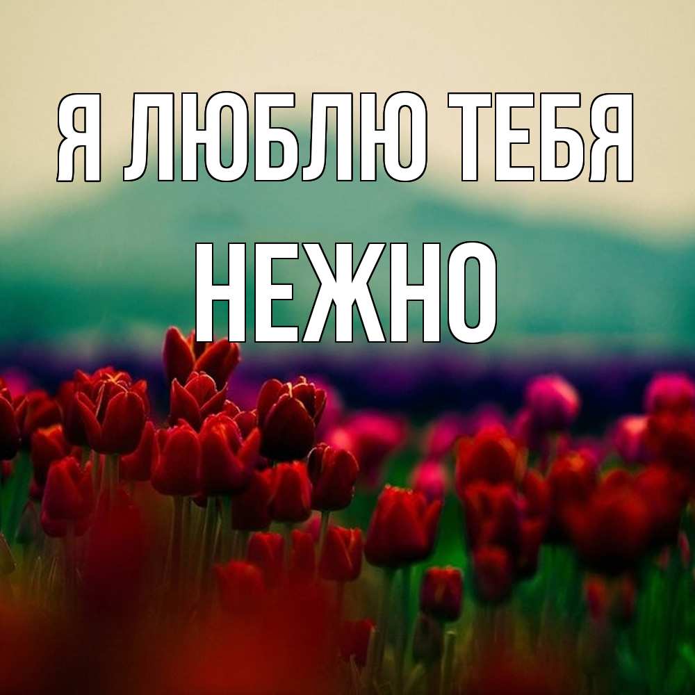 Открытка  с именем. Нежно, Я люблю тебя  