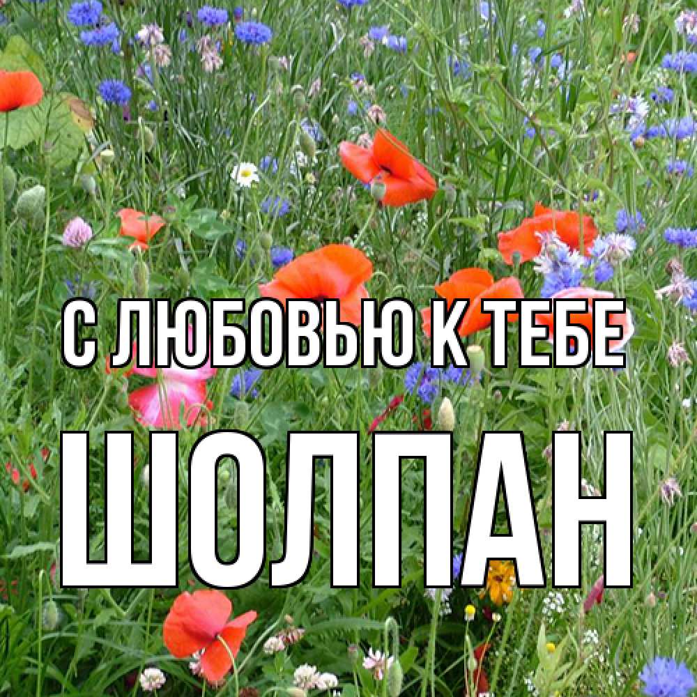 Открытка  с именем. Шолпан, С любовью к тебе  