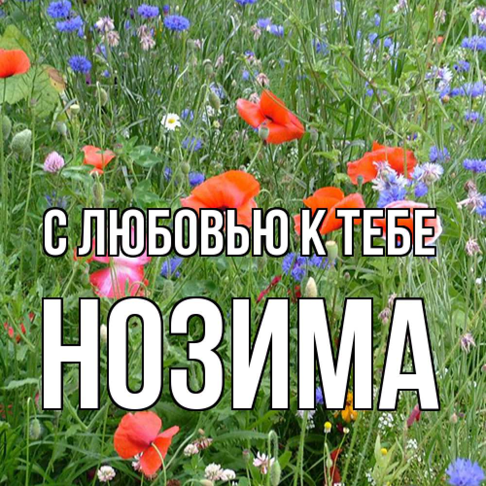 Открытка  с именем. НОЗИМА, С любовью к тебе  