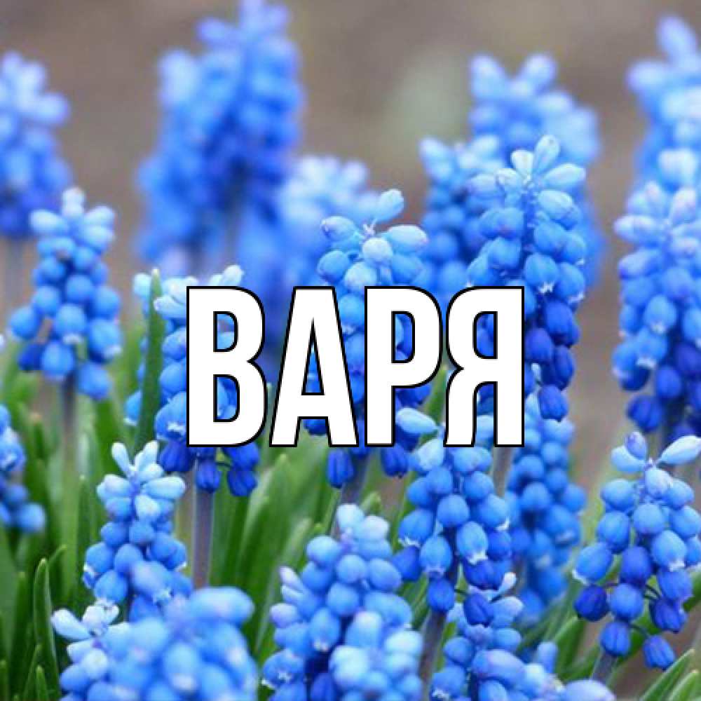 Открытка  с именем. варя, Главная  