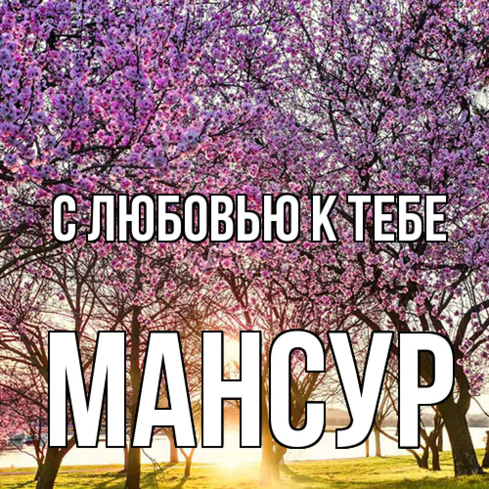 Открытка  с именем. Мансур, С любовью к тебе  