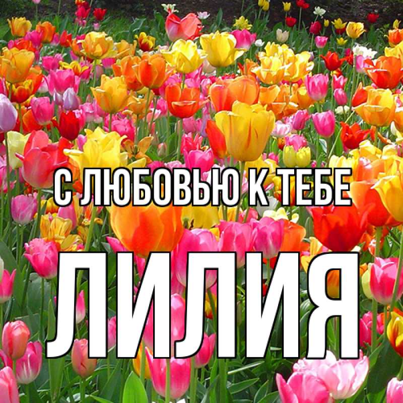 Картинка С любовью к тебе, ЛИлия